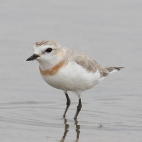 Chestnut-banded Plover